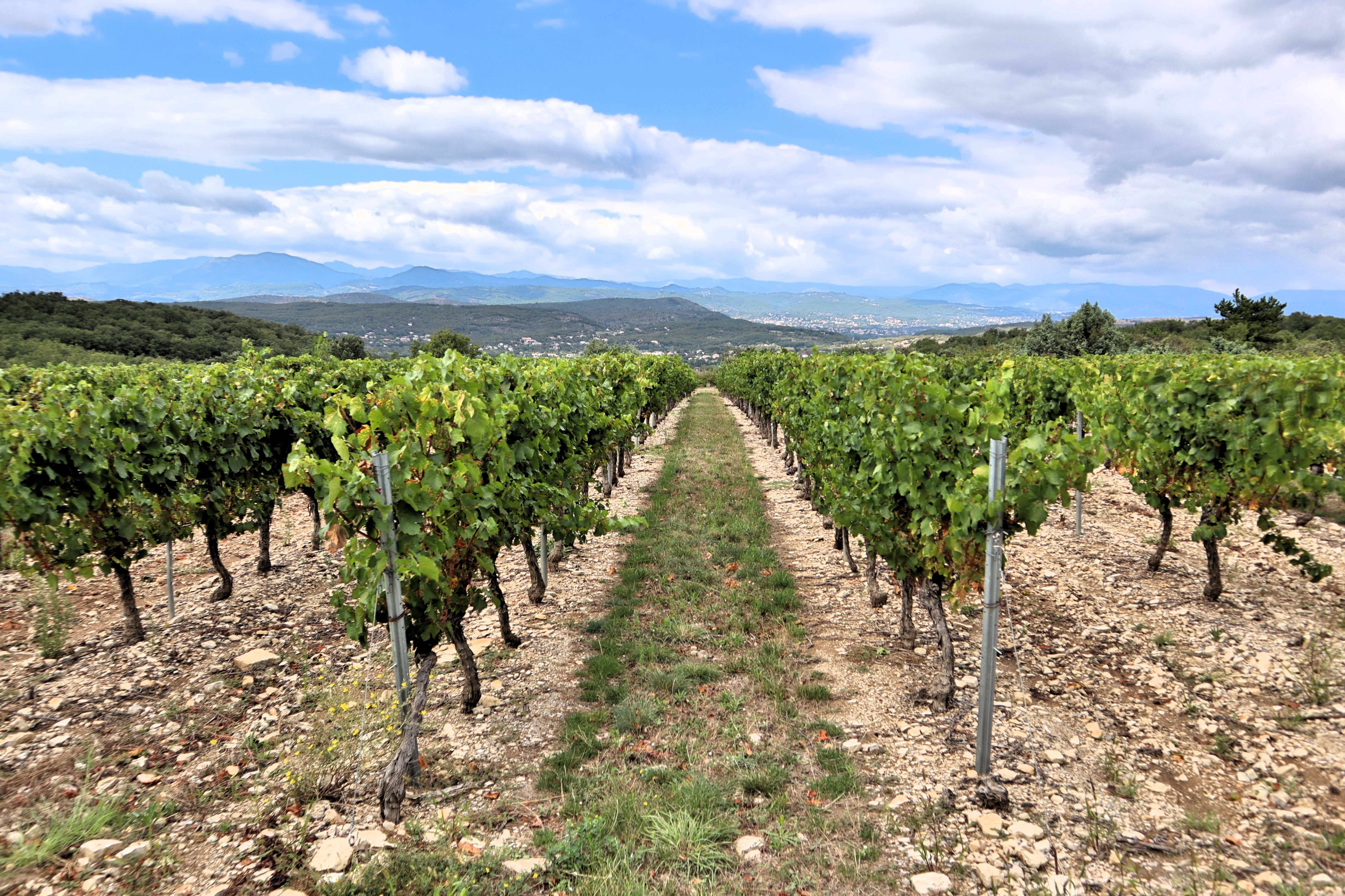 vigne-sud-domaine