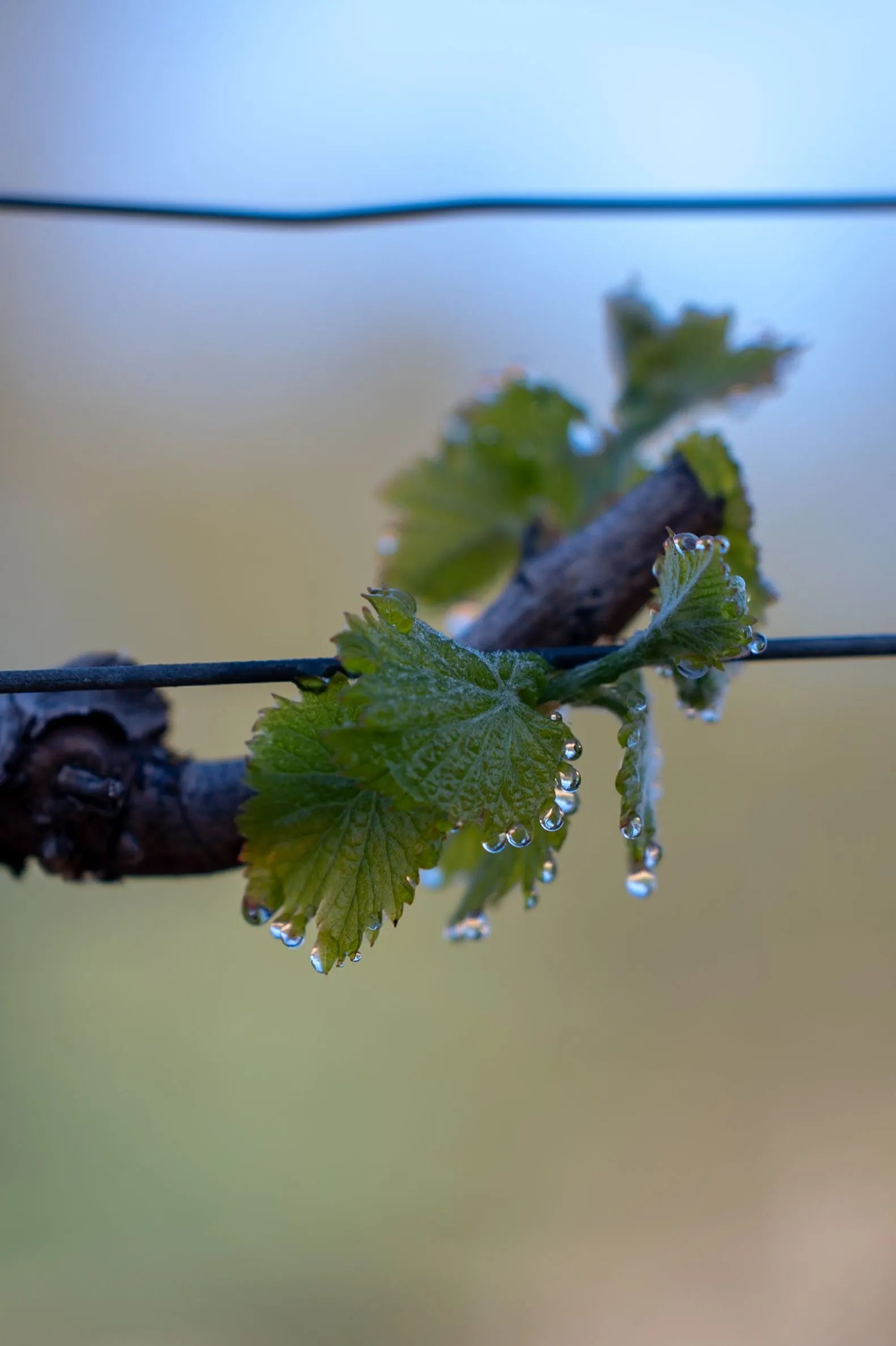 Visite Domaine des Vallats - Provence (1 personne)